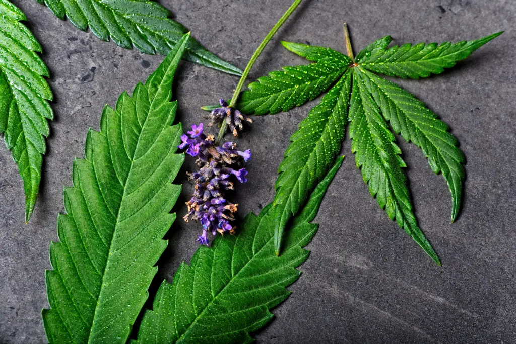 Cannabis leaves with lavender to represent linalool terpene