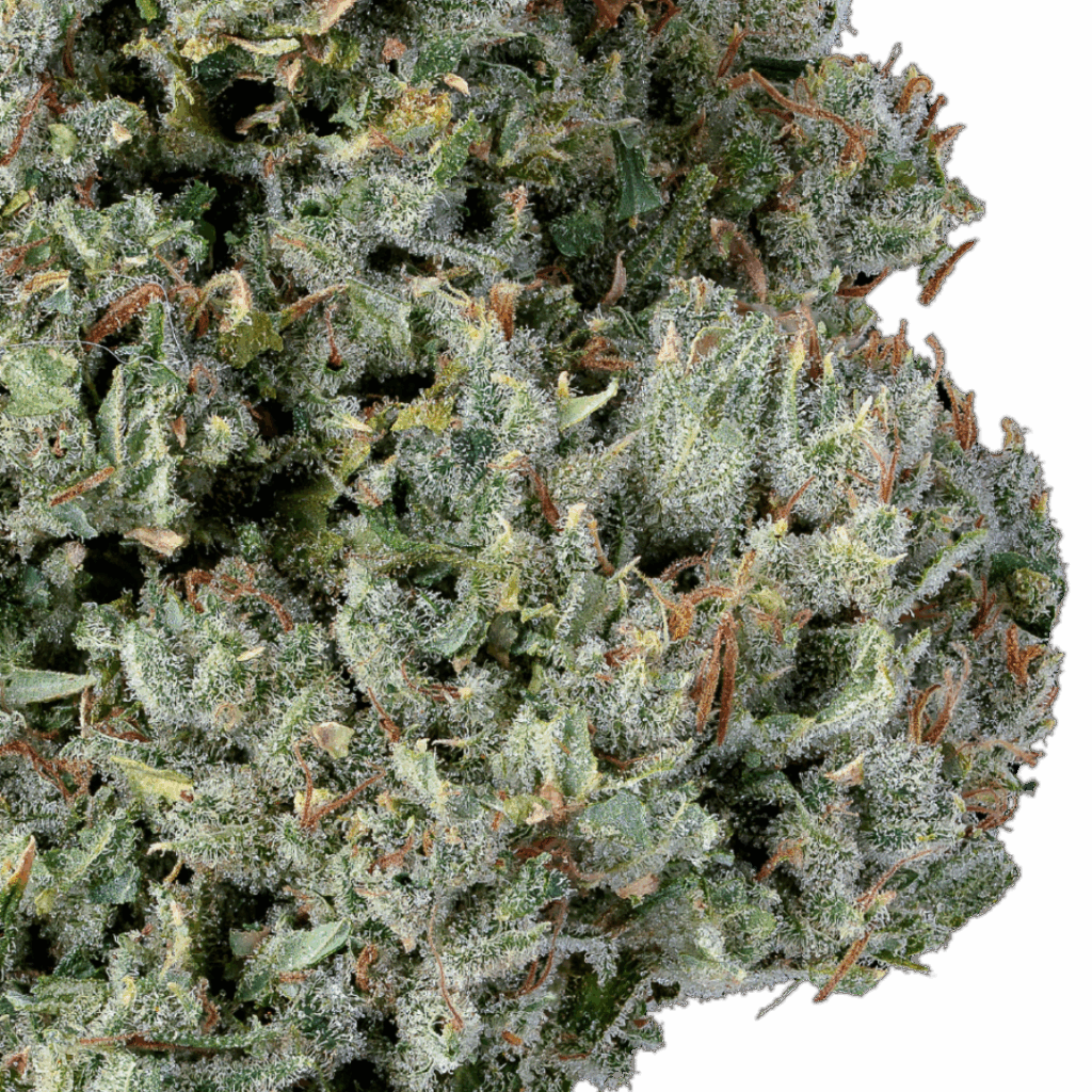 close up of Native Sun's Kuzco's Poison bud