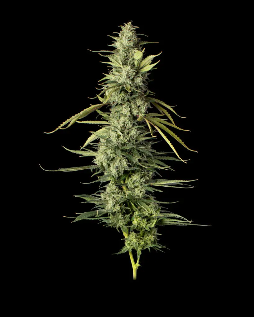 Kuzco's Poison flower