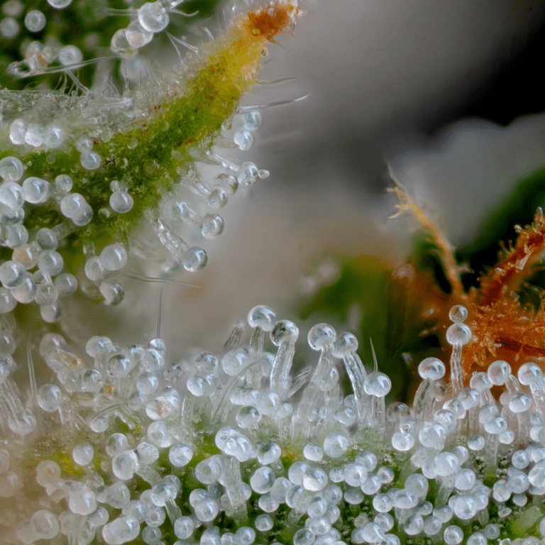 Blueberry Muffin macro 3