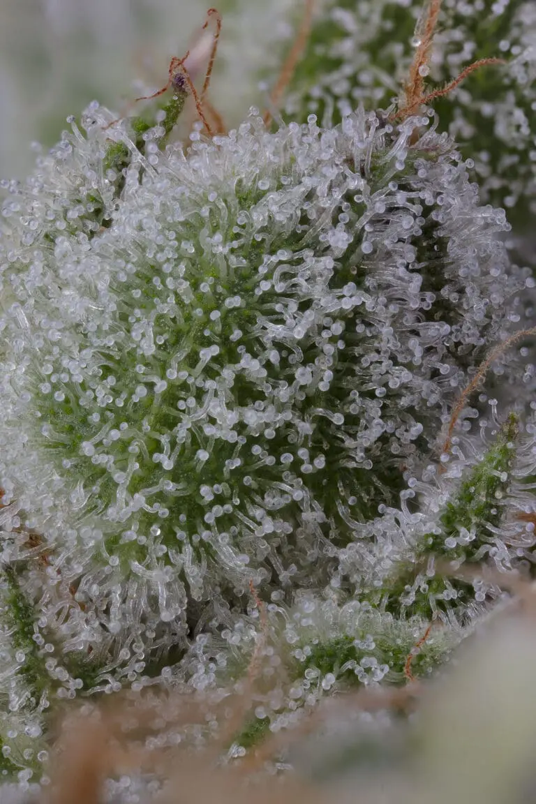 Chocolate Pie Bract Macro