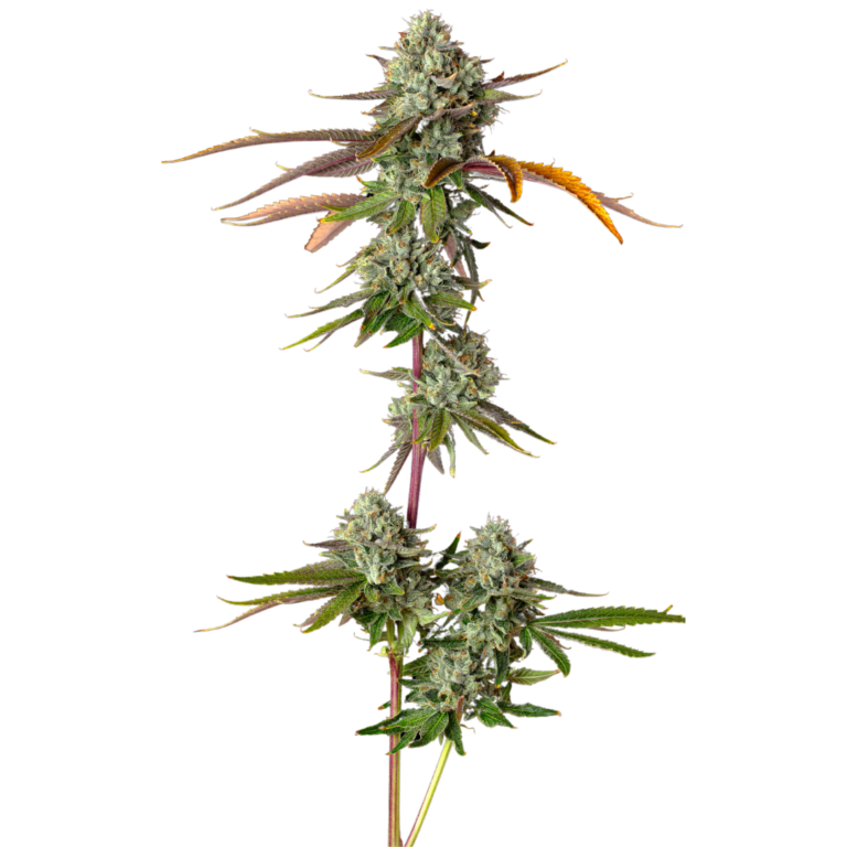 Emergen-C cola (1)