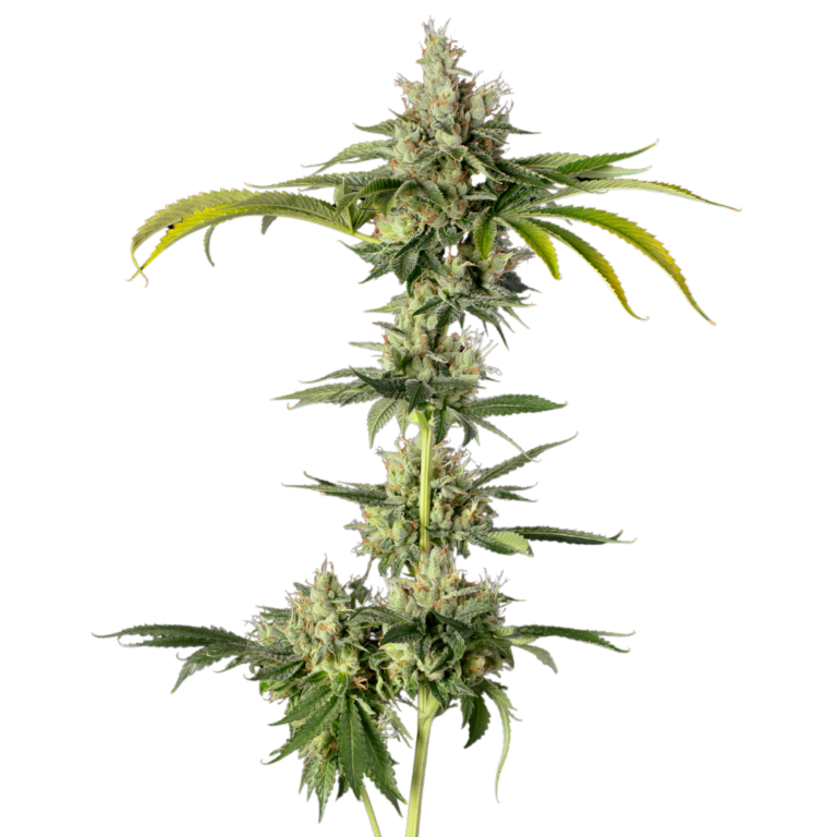 Kosher Kush cola