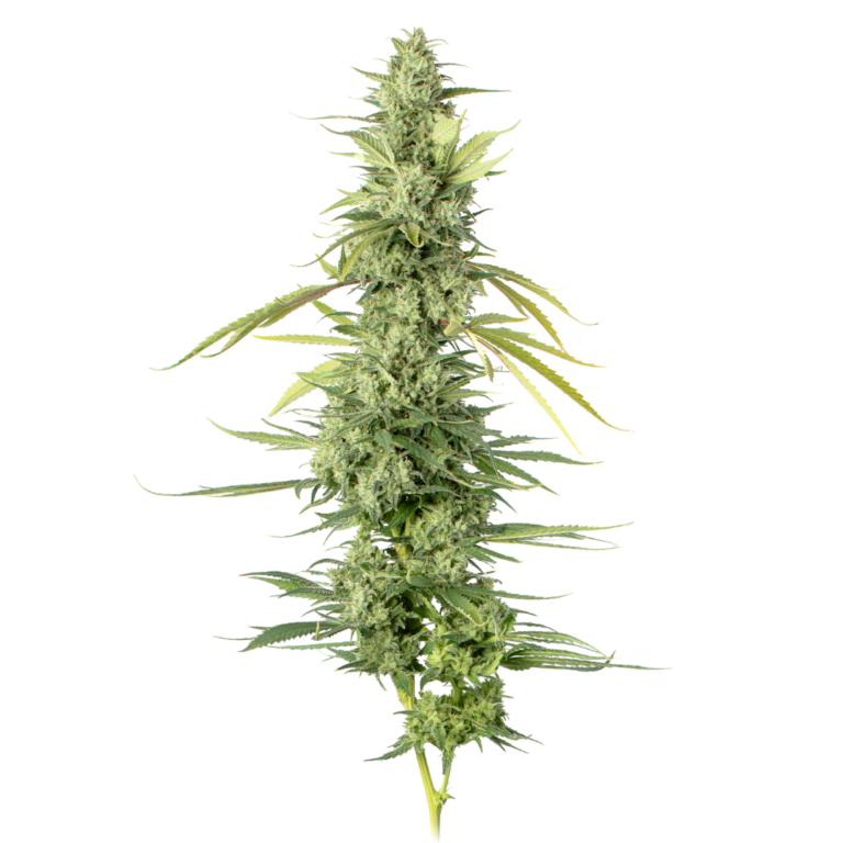 Kuzcos Poison cola