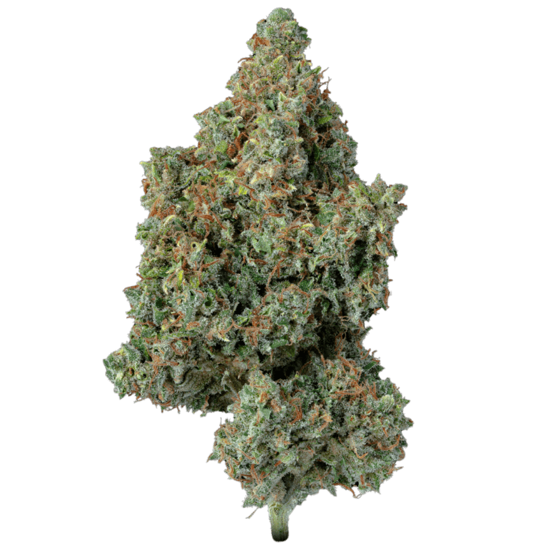 Stargazer (2)