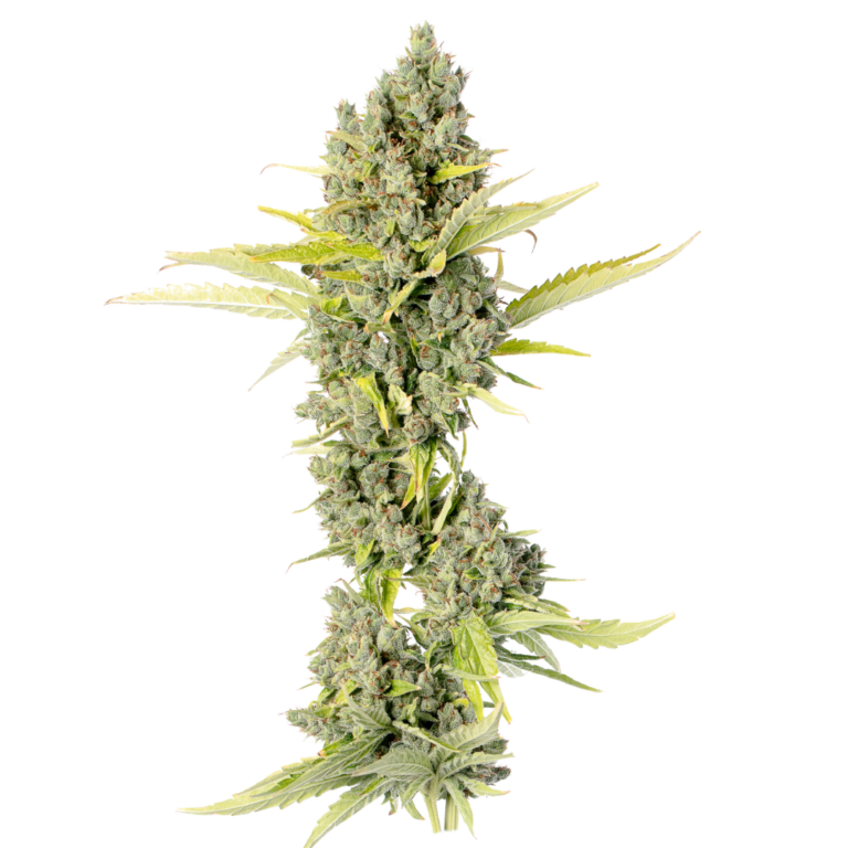Stargazer Cola (3)