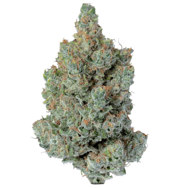 Sunshine Daydream (2)