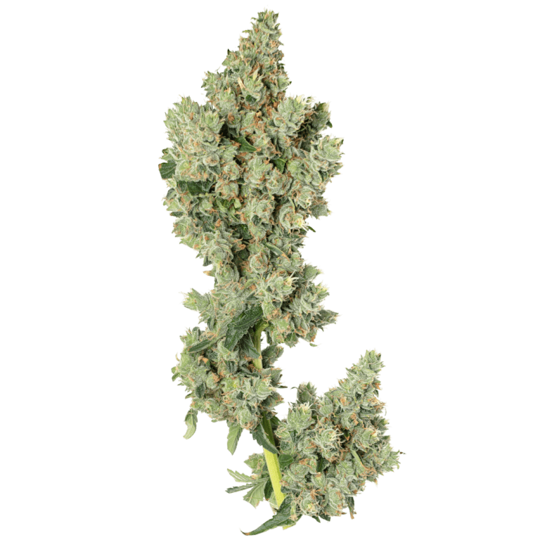 Tahoe OG (6)