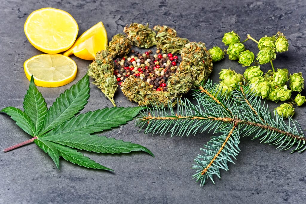 Cannabis leaf, lemons, pine, and hops to represent the different terpenes