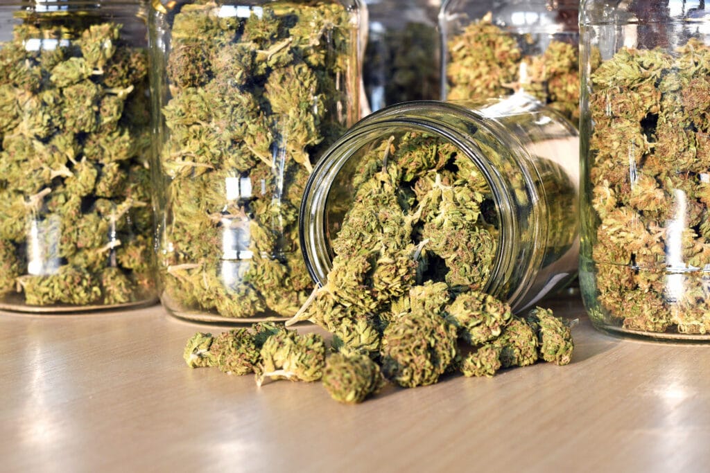 cannabis flower in jars for storage