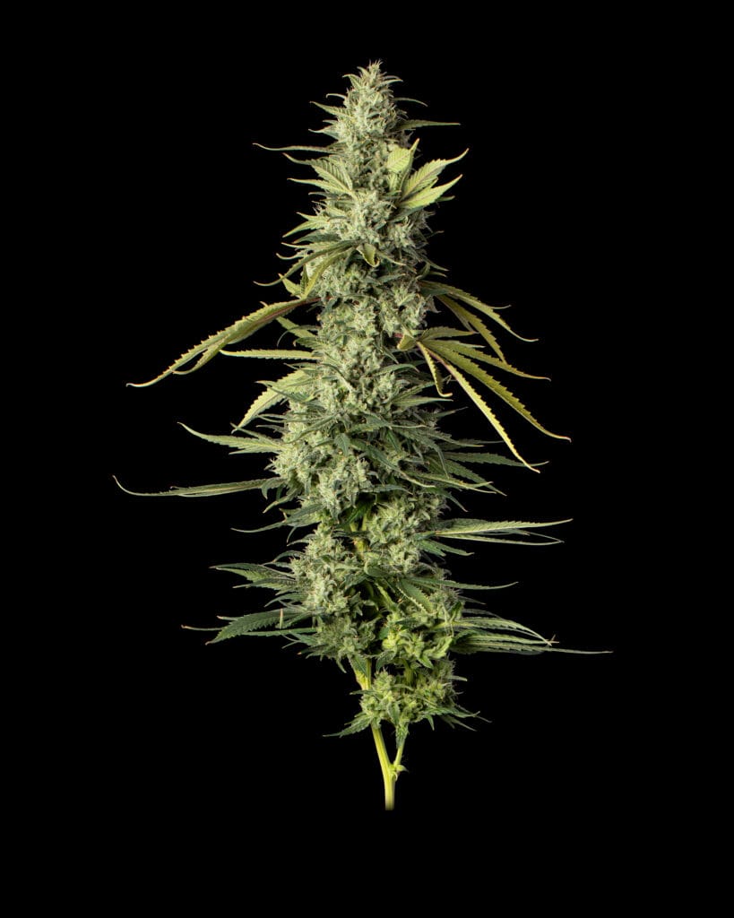 Kuzco's Poison flower