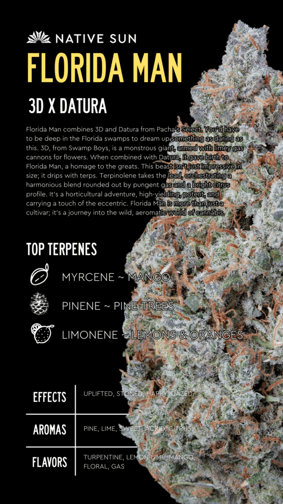Native Sun's Florida Man Strain infographic