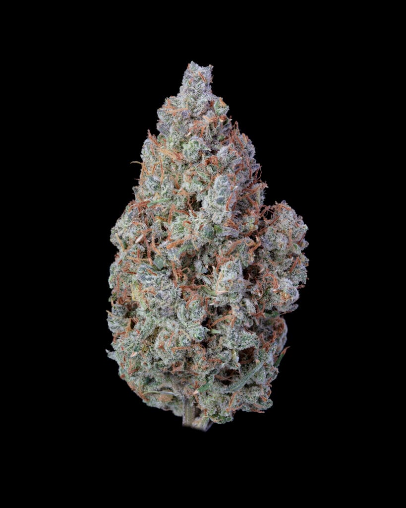 Native Sun's Florida Man strain flower