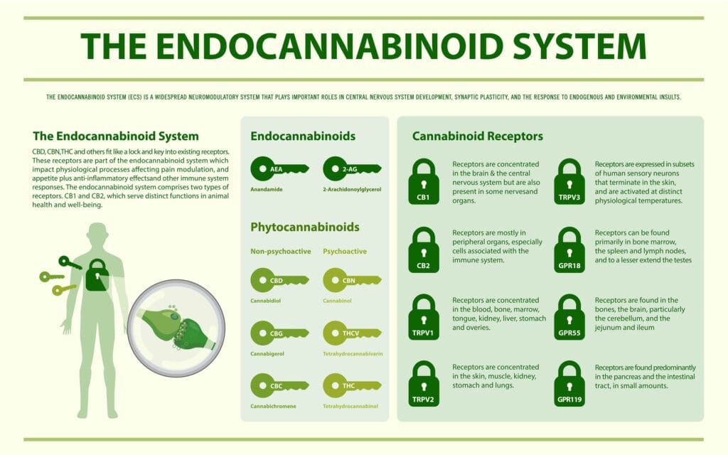 Infographic about the endocannabinoid system (ECS)
