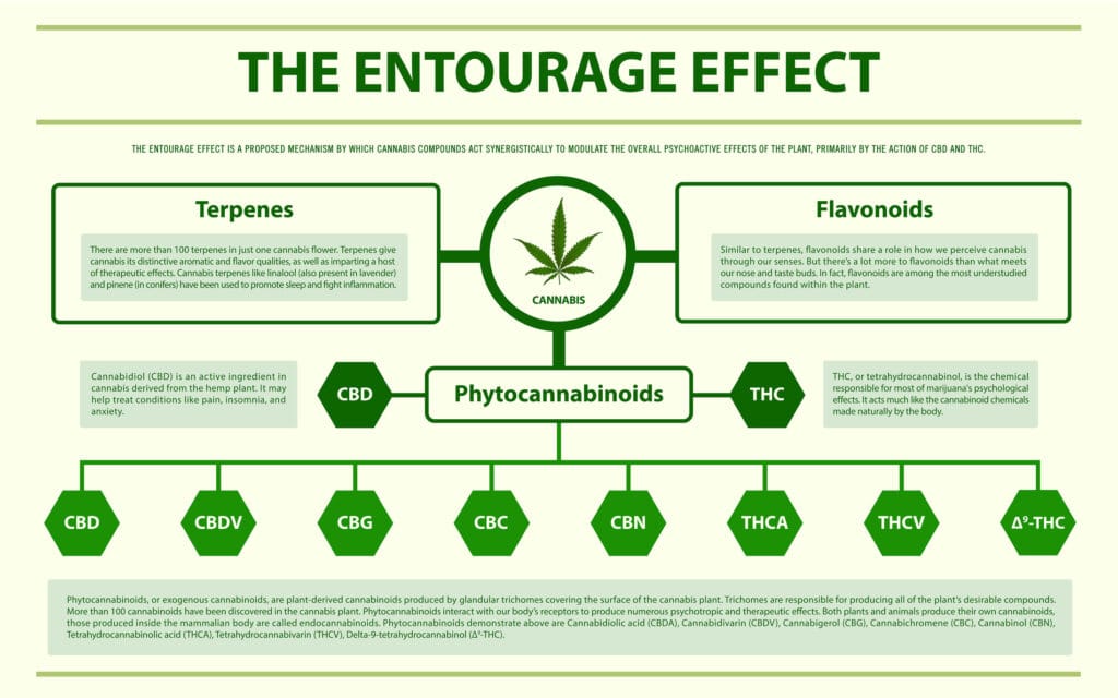 infographic about the entourage effect and cannabis