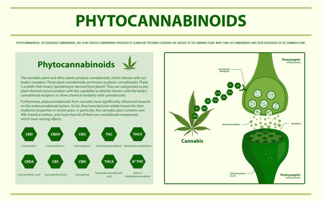 Infographic about phytocannabinoids