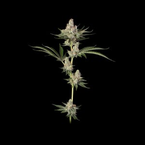 Native Sun's Chocolate Pie Weed Strain