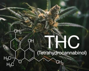 cannabis plant with THC and molecular structure of it over it