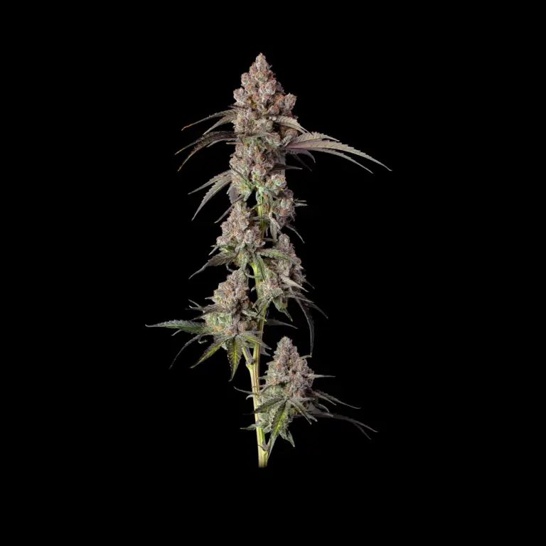 Blueberry Muffin (1)