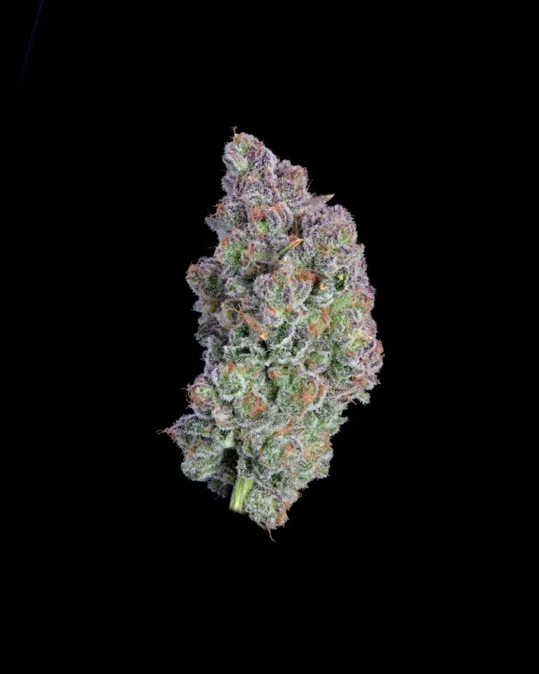 Blueberry Muffin Black