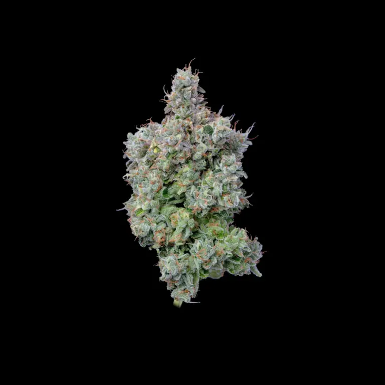 Budshot_Gascap_black-1-Edit-Edit-Edit