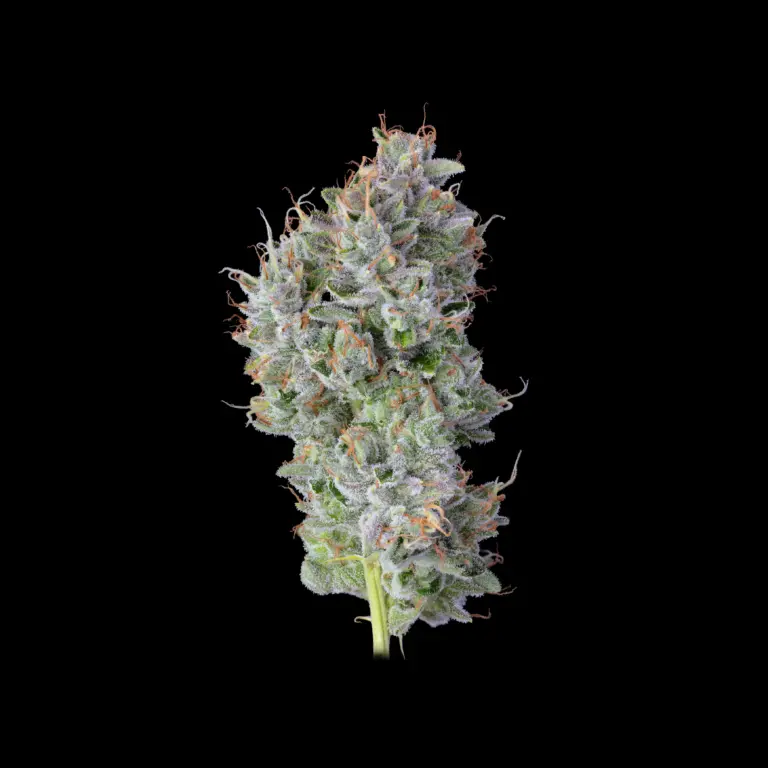 Budshot_Hollywood hairband_blsvk-1-Edit-Edit