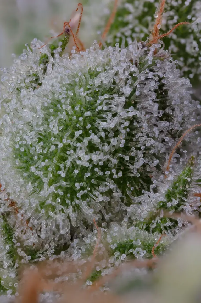 Chocolate Pie Bract Macro