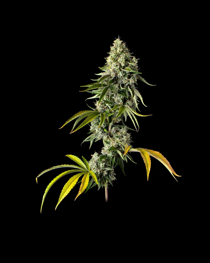 Hollywood Hairband_black-1