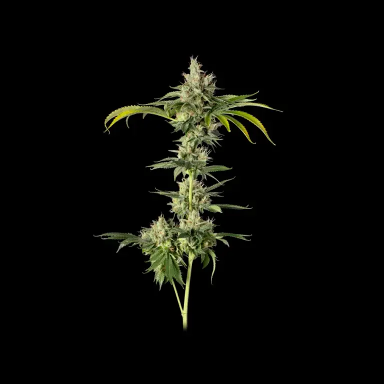 Kosher Kush Black(1)