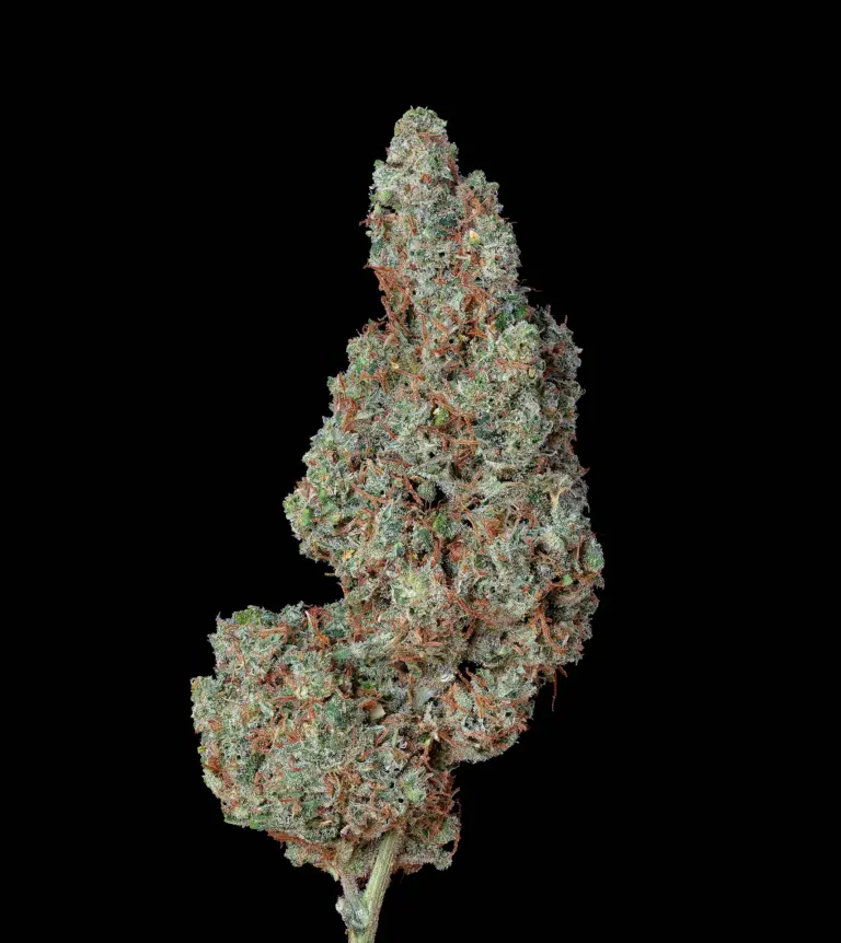 Las Vegas lemon Skunk