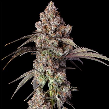 NG-GC-Indicas-BlueberryMuffin