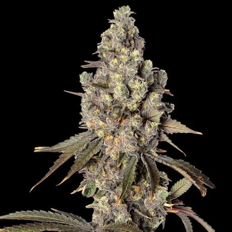 NG-GC-Indicas-MimosaEvo