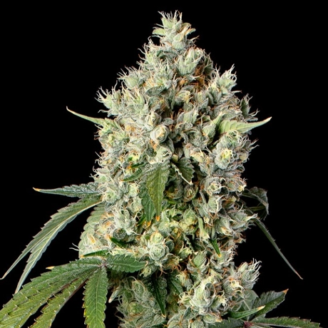 NG-GC-Indicas-NextLevel