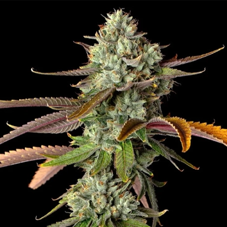 NG-GC-Sativa-EmergenC