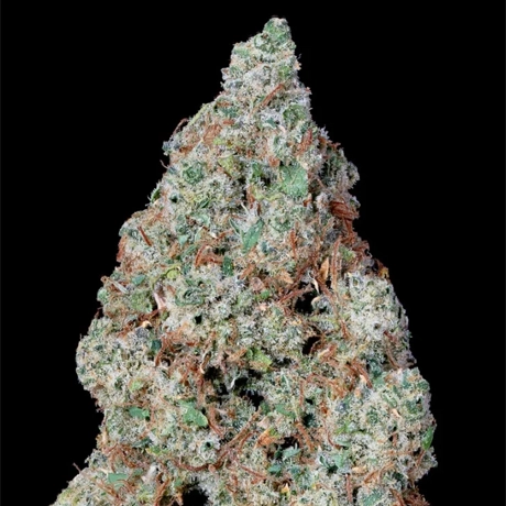 NG-GC-Sativa-FloridaMan