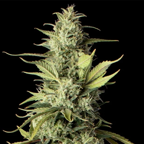 NG-GC-Sativa-KuzcosPoison